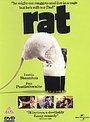 Rat