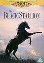 Black Stallion, The