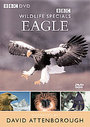 Wildlife Special - Eagle