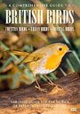 Comprehensive Guide To British Birds, A