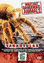 World's Most Dangerous Animals - Tarantulas