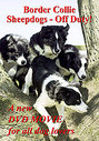 Border Collie Sheepdogs - Off Duty