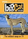 Big Cat Week - Series 1 And 2