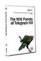 Wild Parrots Of Telegraph Hill, The