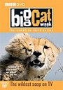 Big Cat Week - Series 3