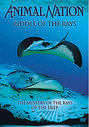 Animal Nation - Riddle Of The Rays