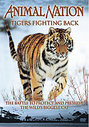 Animal Nation - Tigers Fighting Back