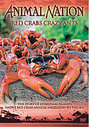 Animal Nation - Red Crabs Crazy Ants