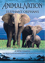 Animal Nation - Elephant Orphans