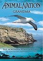 Animal Nation - Grandma - Northern Royal Albatross