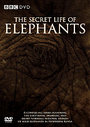 Secret Life Of Elephants, The