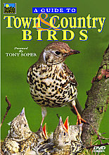 Guide To Town And Country Birds, A