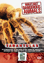 World's Most Dangerous Animals - Tarantulas