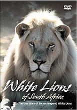 White Lions Of Africa