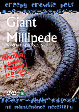 Creepy Crawlie Pets - Giant Millipede