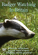 Badger Watching In Britain