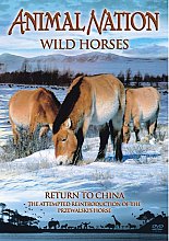 Animal Nation - Wild Horses - Return To China