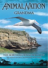 Animal Nation - Grandma - Northern Royal Albatross