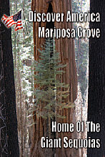 Discover America - Mariposa Grove